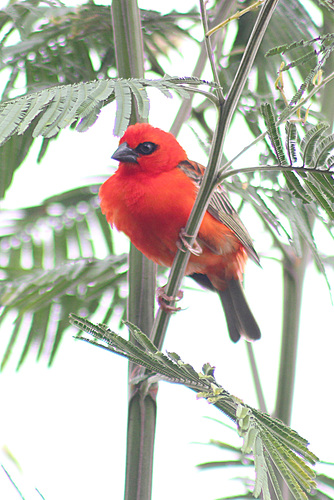 Cardinal