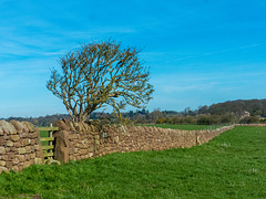 Cheshire landscape2