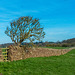 Cheshire landscape2