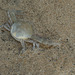 Small crab on the beach
