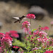 Hummingbird and Verbena