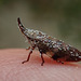 Hopper (a bug)
