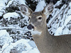 One of five White-tailed Deer