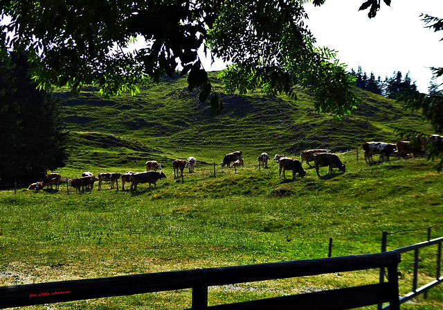 Sommerweide