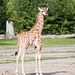 Young giraffe (1)