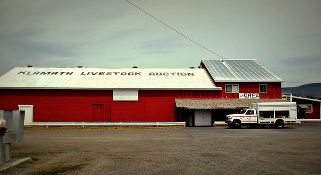 Livestock Auction Cafe? No!