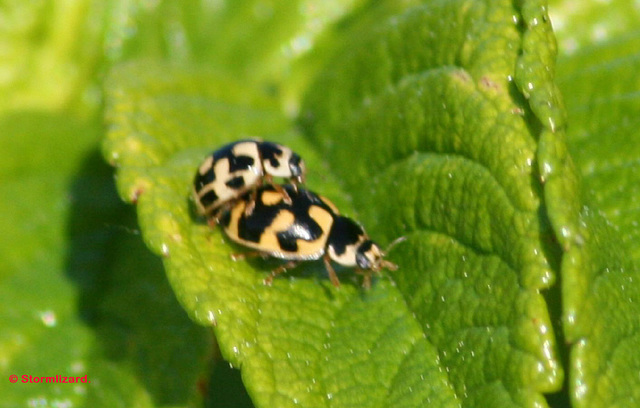 14 Spotted Ladybird (Propylea quatuordecimpunctata) Pair number 2 making more Ladybirds Jn6