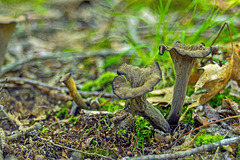 Trumpet-shaped Mushrooms