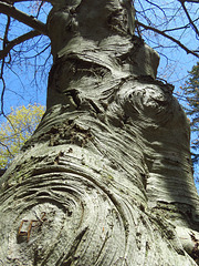 American Beech, the largest I have ever seen.