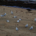 Flock of Silver Gulls