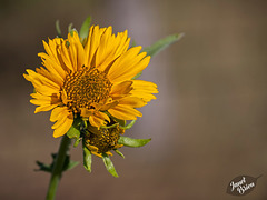 201/366: False Sunflower