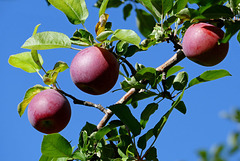 Pommes015
