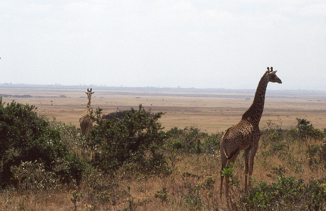 Giraffes in Nairobi National Park