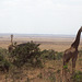 Giraffes in Nairobi National Park