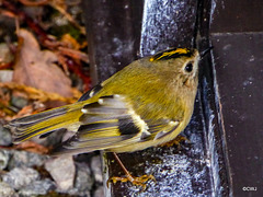 The Orchard Goldcrest has reappeared after several months - admiring himself in the windowpane.