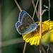 Common  blue butterfly9