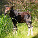 Young Okapi.