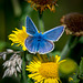 Common blue butterfly.10jpg