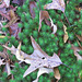 Oak leaves on moss