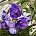 Purple Dendrobium Orchids – Conservatory of Flowers, Golden Gate Park, San Francisco, California