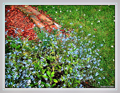 Forget-Me-Nots.