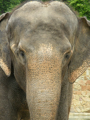 Elephant at Fort Worth Zoo