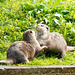 Young otters playing