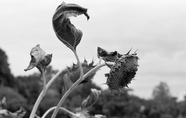 Dry sunflowers