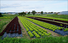 Eine typische Ansicht auf der "Gemüse-Insel" Reichenau
