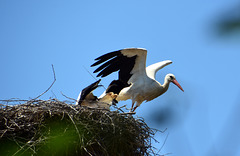 Storch im Abflug vom Nest