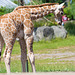 Young Rothschild giraffe.