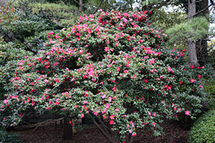 Tokyo, Flower Bush in the Garden of the Imperial Palace