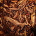 mushrooms & madeira sauce