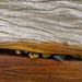 Texture on the beach.  Wood and pebbles