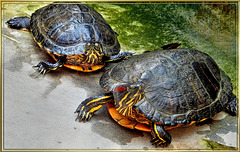 Zierschildkröten. ©UdoSm