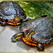 Zierschildkröten. ©UdoSm