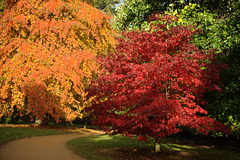 Autumn at Sheffield Park
