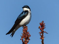 Tree Swallow at Rondeau Provincial Park