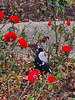 Magpie among the roses