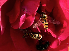 Schwebfliegen in einer Rosenblüte