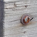 Wasp on a Bolt