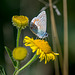 Common blue butterfly6