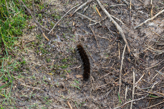Big Caterpillar