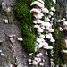 fungus on a dead tree in the parklands