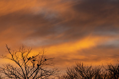 A Magpie Sunset