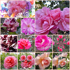 Roses du jardin .......HFF. ......Bon week-end.