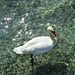 Sparkling swan, Lake Geneva,