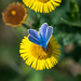 Common blue butterfly77