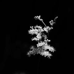 SSC: Blumen in schwarz-weiß