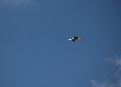 Stork overhead
